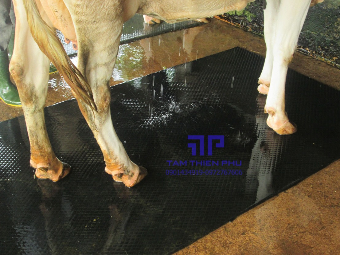 Tấm cao su bố| cao su bố chịu lực | cao su tâm thiên phú